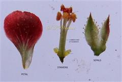  Parts of a Male Flower